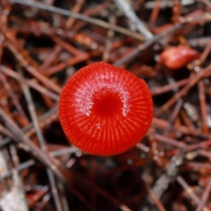 Unidentified Cap on a stem; gills below cap [mushrooms or mushroom-like] at suppressed by TimL
