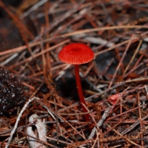 Cruentomycena viscidocruenta at ANBG - 12 May 2024