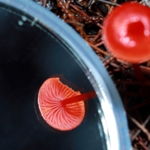 Cruentomycena viscidocruenta at ANBG - 12 May 2024