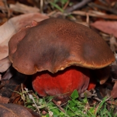 Unidentified Bolete - Fleshy texture, stem central (more-or-less) at ANBG - 12 May 2024 by TimL