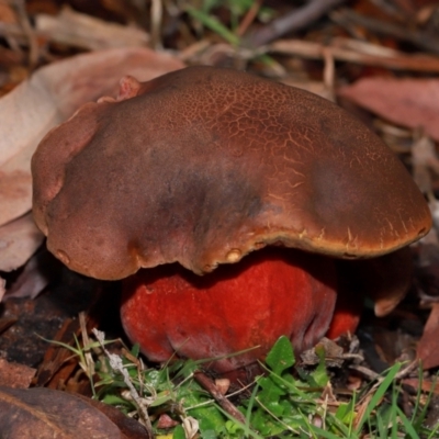 Unidentified Bolete - Fleshy texture, stem central (more-or-less) at ANBG - 12 May 2024 by TimL