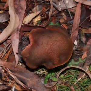 Bolete sp. at ANBG - 12 May 2024