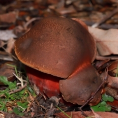 Bolete sp. at ANBG - 12 May 2024 01:02 PM