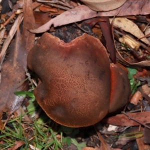 Bolete sp. at ANBG - 12 May 2024 01:02 PM