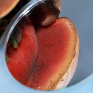 Bolete sp. at ANBG - 12 May 2024