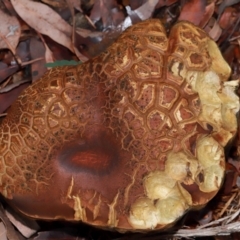 Bolete sp. at ANBG - 12 May 2024