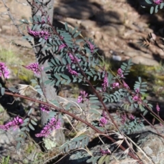 Indigofera australis subsp. australis (Australian Indigo) at Cooma, NSW - 7 Sep 2021 by mahargiani