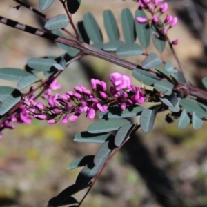 Indigofera australis subsp. australis at Cooma North Ridge Reserve - 7 Sep 2021