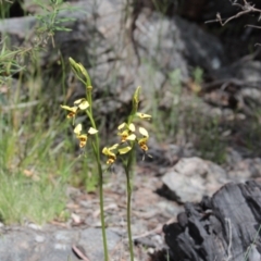 Diuris sulphurea (Tiger Orchid) at Cooma North Ridge Reserve - 1 Nov 2021 by mahargiani
