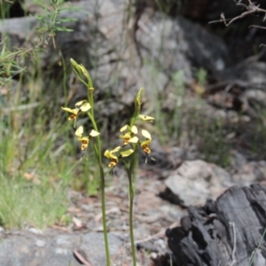 Diuris sulphurea (Tiger Orchid) at Cooma North Ridge Reserve by mahargiani