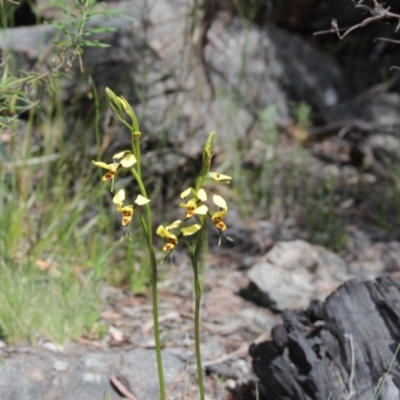 Diuris sulphurea (Tiger Orchid) at Cooma North Ridge Reserve - 1 Nov 2021 by mahargiani