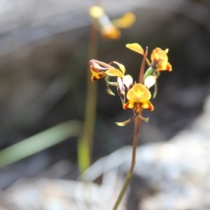 Diuris semilunulata at Cooma North Ridge Reserve - 3 Nov 2021