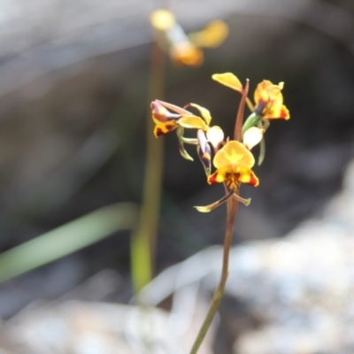 Diuris semilunulata (Late Leopard Orchid) at Cooma, NSW - 2 Nov 2021 by mahargiani