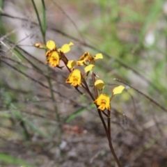 Diuris semilunulata at Cooma North Ridge Reserve - 3 Nov 2021