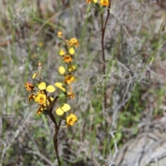 Diuris semilunulata at Cooma North Ridge Reserve - 3 Nov 2021