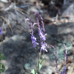 Veronica perfoliata (Digger's Speedwell) at Cooma North Ridge Reserve - 3 Nov 2021 by mahargiani