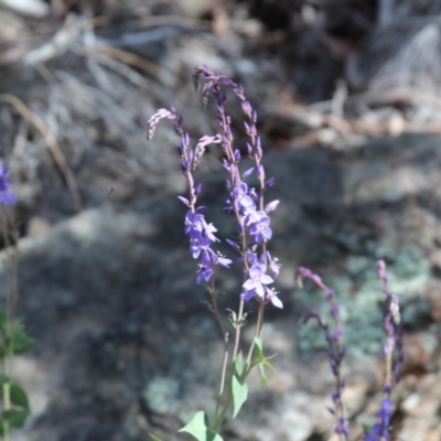 Veronica perfoliata (Digger's Speedwell) at Cooma North Ridge Reserve - 3 Nov 2021 by mahargiani