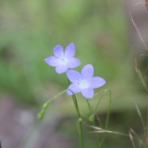 Wahlenbergia sp. at Cooma North Ridge Reserve - 22 Mar 2022