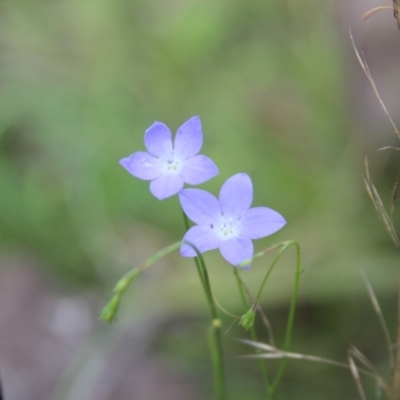 Wahlenbergia sp. (Bluebell) at Cooma North Ridge Reserve - 22 Mar 2022 by mahargiani