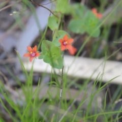 Lysimachia arvensis (Scarlet Pimpernel) at Cooma, NSW - 26 Mar 2022 by mahargiani