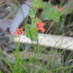 Lysimachia arvensis (Scarlet Pimpernel) at Cooma North Ridge Reserve - 26 Mar 2022 by mahargiani