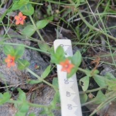 Lysimachia arvensis at Cooma North Ridge Reserve - 26 Mar 2022