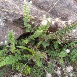 Cheilanthes distans at Cooma North Ridge Reserve - 1 Apr 2022