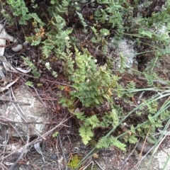 Cheilanthes distans at Cooma North Ridge Reserve - 1 Apr 2022