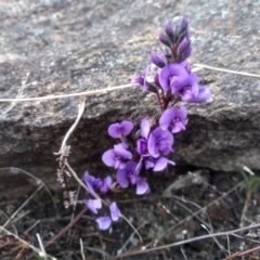 Hardenbergia violacea (False Sarsaparilla) at Cooma, NSW - 9 Aug 2022 by mahargiani