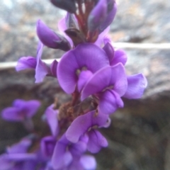 Hardenbergia violacea at Cooma North Ridge Reserve - 9 Aug 2022