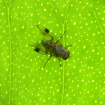 Pygophora apicalis at Braemar, NSW - 10 Apr 2024 by Curiosity