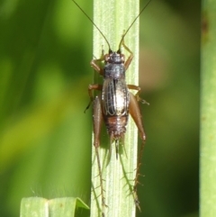 Trigonidium sp. novum (undescribed) (A Sword-tail Cricket) at Braemar, NSW - 22 Apr 2024 by Curiosity