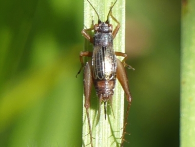 Trigonidium sp. novum (undescribed) (A Sword-tail Cricket) at Wingecarribee Local Government Area - 22 Apr 2024 by Curiosity