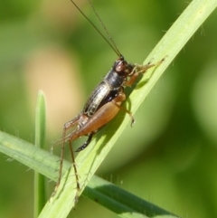 Trigonidium sp. novum (undescribed) at Wingecarribee Local Government Area - 22 Apr 2024