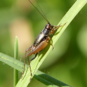 Trigonidium sp. novum (undescribed) at Wingecarribee Local Government Area - 22 Apr 2024