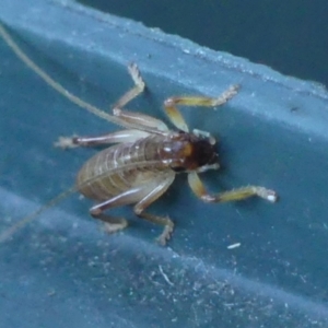 Gryllacrididae sp. (family) (Wood, Raspy or Leaf Rolling Cricket) at Wingecarribee Local Government Area by Curiosity