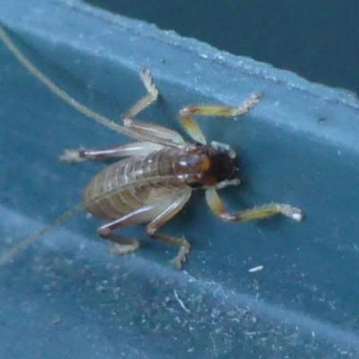Gryllacrididae sp. (family) (Wood, Raspy or Leaf Rolling Cricket) at Braemar - 22 Apr 2024 by Curiosity