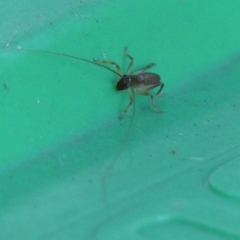 Gryllacrididae sp. (family) at Wingecarribee Local Government Area - 22 Apr 2024