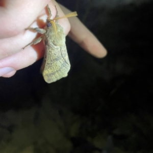 Oxycanus antipoda at Belanglo State Forest - 3 May 2024