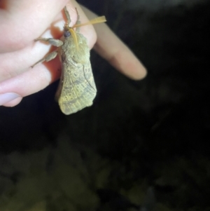 Unidentified Moth (Lepidoptera) at suppressed by RuthEaton