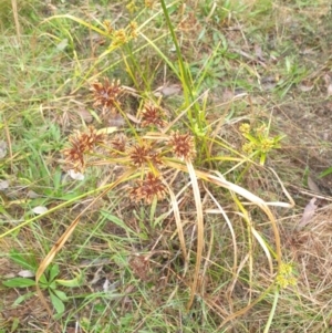 Cyperus eragrostis at Watson Woodlands - 11 May 2024