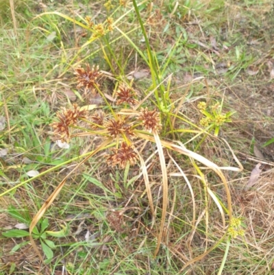 Cyperus eragrostis (Umbrella Sedge) at Watson, ACT - 11 May 2024 by AdrianM