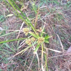 Cyperus eragrostis at Watson Woodlands - 11 May 2024