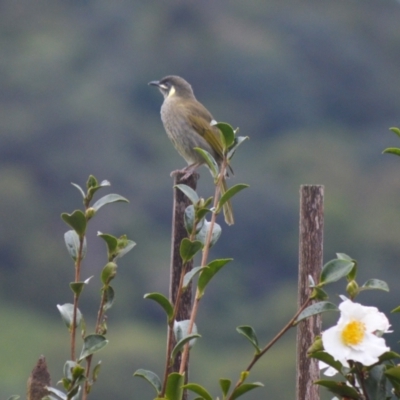 Meliphaga lewinii (Lewin's Honeyeater) at Jamberoo, NSW - 12 May 2024 by plants