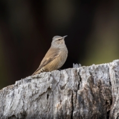 Climacteris picumnus victoriae (Brown Treecreeper) at Jindalee National Park - 12 May 2024 by trevsci