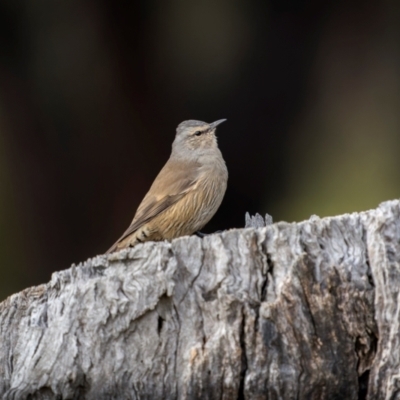 Climacteris picumnus (Brown Treecreeper) at Jindalee National Park - 11 May 2024 by trevsci