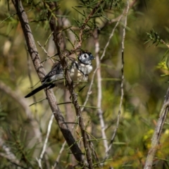 Stizoptera bichenovii (Double-barred Finch) at Jindalee National Park - 12 May 2024 by trevsci