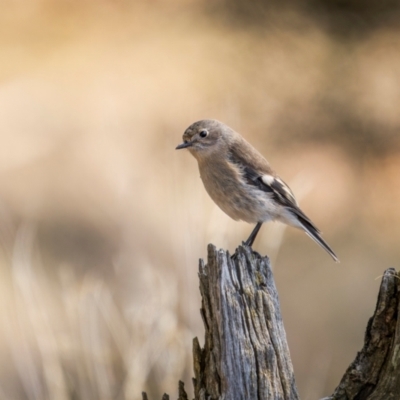 Petroica boodang at Cootamundra, NSW - 12 May 2024 by trevsci