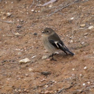 Petroica phoenicea at Jindalee National Park - 12 May 2024 10:45 AM