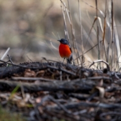 Petroica phoenicea at Jindalee National Park - 12 May 2024 10:45 AM